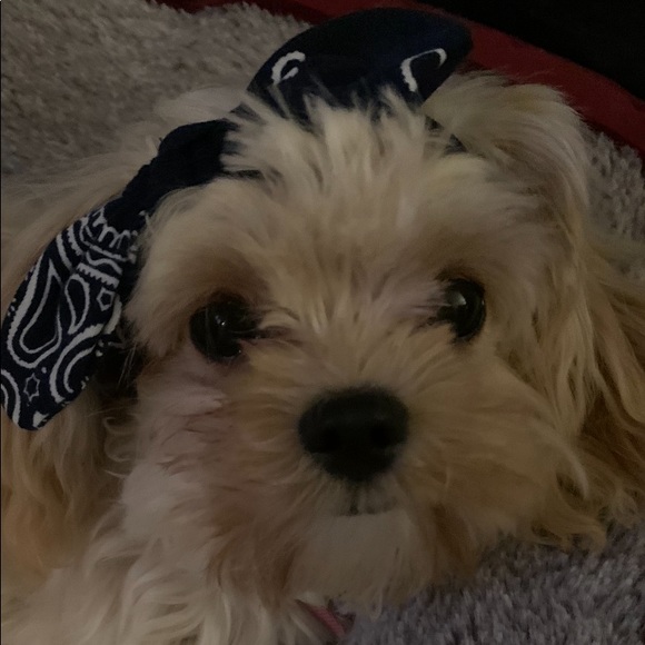 Meet your Posher, Sharon - Picture 2 of 2